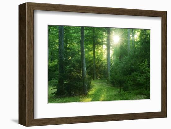 The Morning Sun Is Breaking Through Nearly Natural Beeches Mixed Forest, Spessart Nature Park-Andreas Vitting-Framed Photographic Print