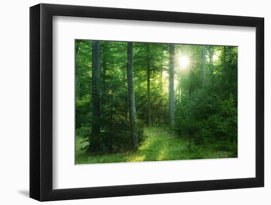 The Morning Sun Is Breaking Through Nearly Natural Beeches Mixed Forest, Spessart Nature Park-Andreas Vitting-Framed Photographic Print