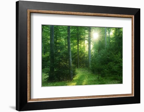 The Morning Sun Is Breaking Through Nearly Natural Beeches Mixed Forest, Spessart Nature Park-Andreas Vitting-Framed Photographic Print