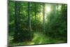 The Morning Sun Is Breaking Through Nearly Natural Beeches Mixed Forest, Spessart Nature Park-Andreas Vitting-Mounted Photographic Print