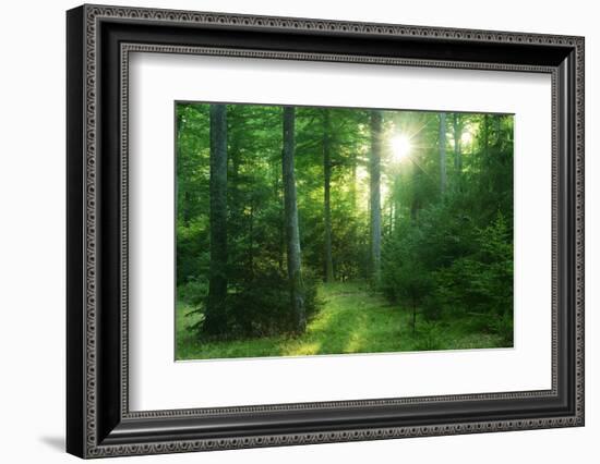 The Morning Sun Is Breaking Through Nearly Natural Beeches Mixed Forest, Spessart Nature Park-Andreas Vitting-Framed Photographic Print