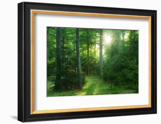 The Morning Sun Is Breaking Through Nearly Natural Beeches Mixed Forest, Spessart Nature Park-Andreas Vitting-Framed Photographic Print