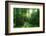 The Morning Sun Is Breaking Through Nearly Natural Beeches Mixed Forest, Spessart Nature Park-Andreas Vitting-Framed Photographic Print