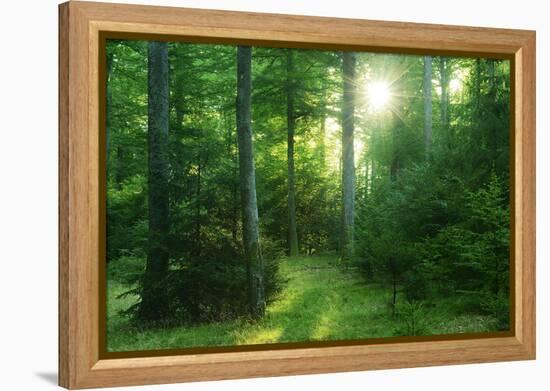 The Morning Sun Is Breaking Through Nearly Natural Beeches Mixed Forest, Spessart Nature Park-Andreas Vitting-Framed Premier Image Canvas