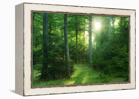 The Morning Sun Is Breaking Through Nearly Natural Beeches Mixed Forest, Spessart Nature Park-Andreas Vitting-Framed Premier Image Canvas