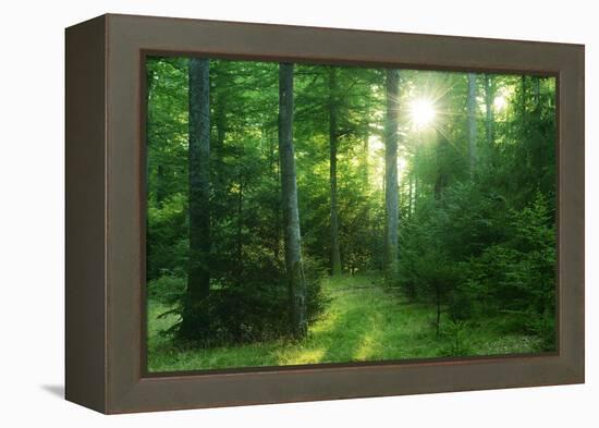 The Morning Sun Is Breaking Through Nearly Natural Beeches Mixed Forest, Spessart Nature Park-Andreas Vitting-Framed Premier Image Canvas