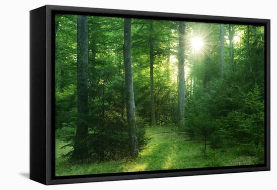 The Morning Sun Is Breaking Through Nearly Natural Beeches Mixed Forest, Spessart Nature Park-Andreas Vitting-Framed Premier Image Canvas