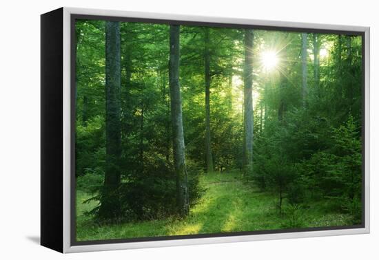 The Morning Sun Is Breaking Through Nearly Natural Beeches Mixed Forest, Spessart Nature Park-Andreas Vitting-Framed Premier Image Canvas