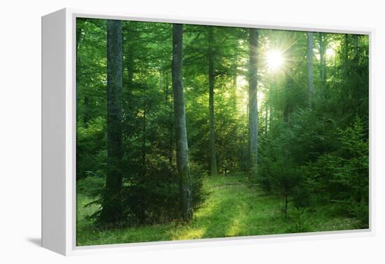 The Morning Sun Is Breaking Through Nearly Natural Beeches Mixed Forest, Spessart Nature Park-Andreas Vitting-Framed Premier Image Canvas