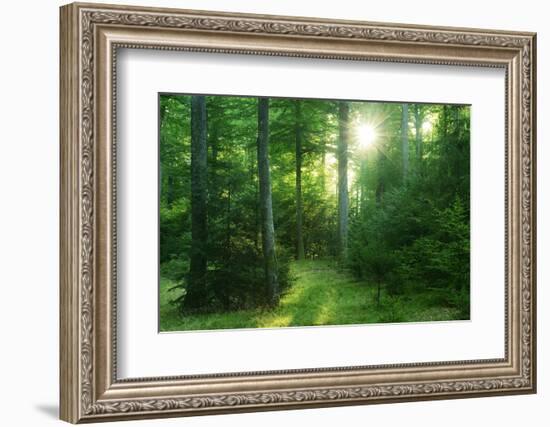 The Morning Sun Is Breaking Through Nearly Natural Beeches Mixed Forest, Spessart Nature Park-Andreas Vitting-Framed Premium Photographic Print