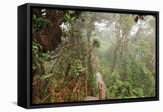 The Mossy Forest, Gunung Brinchang, Cameron Highlands, Pahang, Malaysia, Southeast Asia, Asia-Jochen Schlenker-Framed Premier Image Canvas