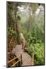 The Mossy Forest, Gunung Brinchang, Cameron Highlands, Pahang, Malaysia, Southeast Asia, Asia-Jochen Schlenker-Mounted Photographic Print