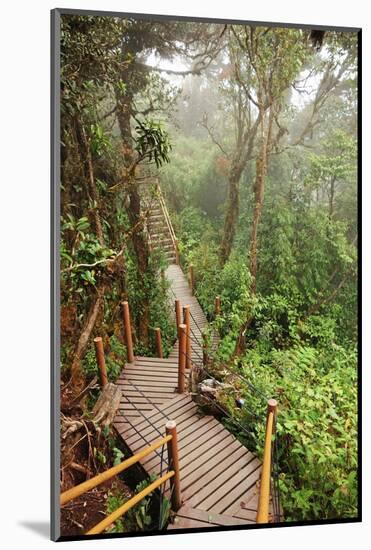 The Mossy Forest, Gunung Brinchang, Cameron Highlands, Pahang, Malaysia, Southeast Asia, Asia-Jochen Schlenker-Mounted Photographic Print