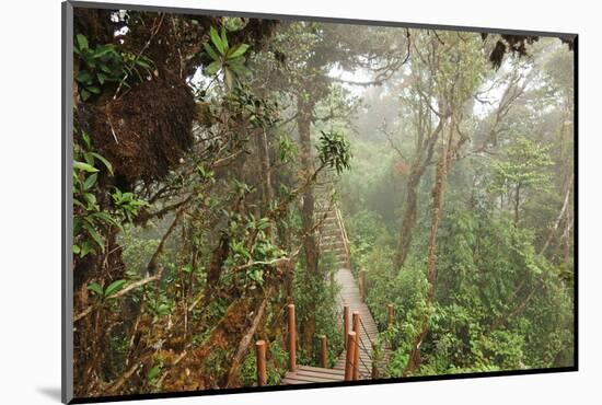 The Mossy Forest, Gunung Brinchang, Cameron Highlands, Pahang, Malaysia, Southeast Asia, Asia-Jochen Schlenker-Mounted Photographic Print