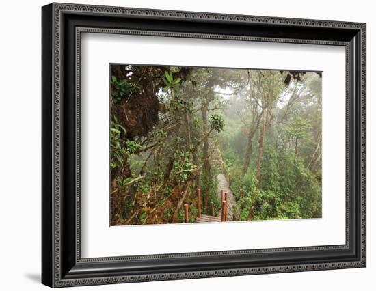 The Mossy Forest, Gunung Brinchang, Cameron Highlands, Pahang, Malaysia, Southeast Asia, Asia-Jochen Schlenker-Framed Photographic Print