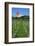 The Most Northern Viticulture of Germany-Uwe Steffens-Framed Photographic Print