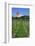 The Most Northern Viticulture of Germany-Uwe Steffens-Framed Photographic Print