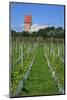 The Most Northern Viticulture of Germany-Uwe Steffens-Mounted Photographic Print