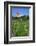 The Most Northern Viticulture of Germany-Uwe Steffens-Framed Photographic Print