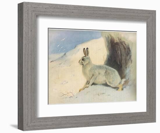 The Mountain Hare in Winter , from Thorburn's Mammals Published by Longmans and Co, C. 1920 (Colour-Archibald Thorburn-Framed Giclee Print