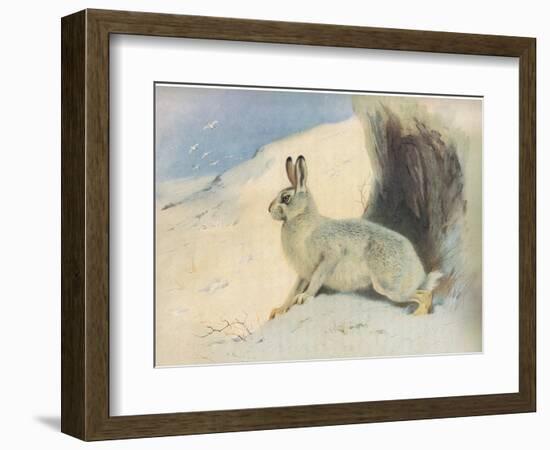 The Mountain Hare in Winter , from Thorburn's Mammals Published by Longmans and Co, C. 1920 (Colour-Archibald Thorburn-Framed Giclee Print