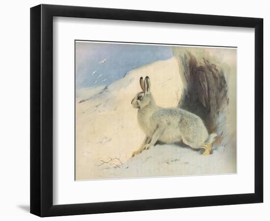 The Mountain Hare in Winter , from Thorburn's Mammals Published by Longmans and Co, C. 1920 (Colour-Archibald Thorburn-Framed Giclee Print