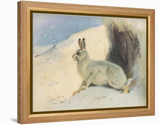 The Mountain Hare in Winter , from Thorburn's Mammals Published by Longmans and Co, C. 1920 (Colour-Archibald Thorburn-Framed Premier Image Canvas