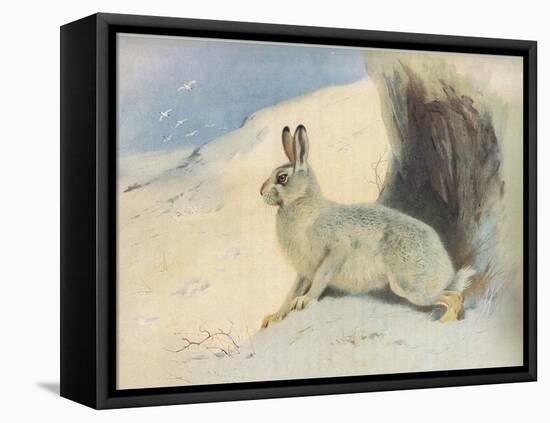 The Mountain Hare in Winter , from Thorburn's Mammals Published by Longmans and Co, C. 1920 (Colour-Archibald Thorburn-Framed Premier Image Canvas