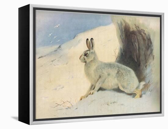 The Mountain Hare in Winter , from Thorburn's Mammals Published by Longmans and Co, C. 1920 (Colour-Archibald Thorburn-Framed Premier Image Canvas