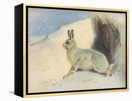 The Mountain Hare in Winter , from Thorburn's Mammals Published by Longmans and Co, C. 1920 (Colour-Archibald Thorburn-Framed Premier Image Canvas