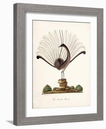 The Mountain Pheasant (Lyrebird) 1819-Richard Browne-Framed Giclee Print