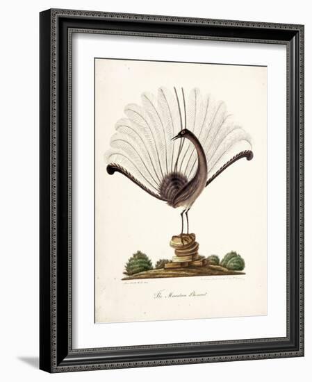 The Mountain Pheasant (Lyrebird) 1819-Richard Browne-Framed Giclee Print