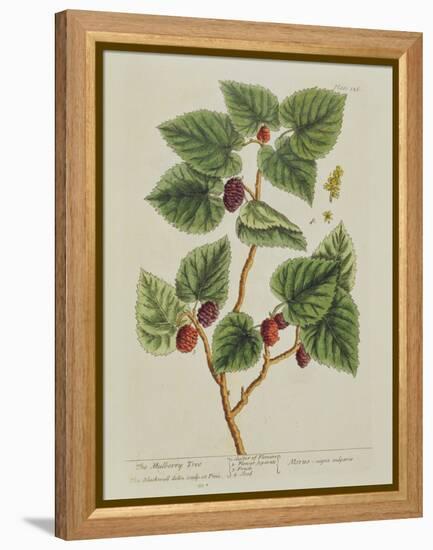 The Mulberry Tree, Plate 126 from 'A Curious Herbal', Published 1782 (Colour Engraving)-Elizabeth Blackwell-Framed Premier Image Canvas