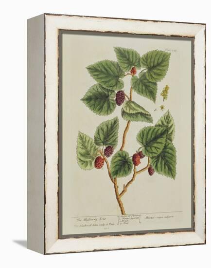 The Mulberry Tree, Plate 126 from 'A Curious Herbal', Published 1782 (Colour Engraving)-Elizabeth Blackwell-Framed Premier Image Canvas