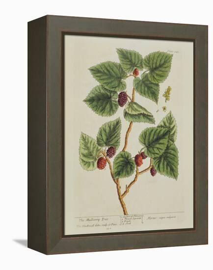 The Mulberry Tree, Plate 126 from 'A Curious Herbal', Published 1782 (Colour Engraving)-Elizabeth Blackwell-Framed Premier Image Canvas