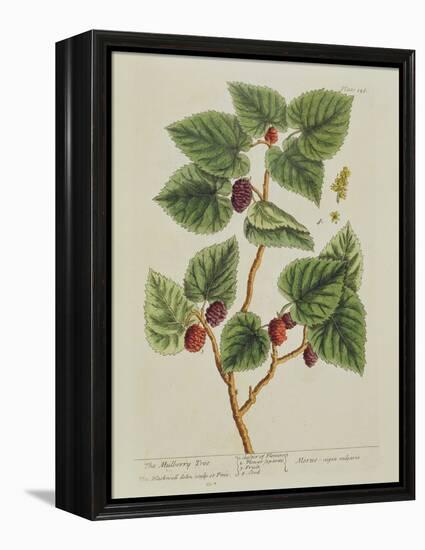 The Mulberry Tree, Plate 126 from 'A Curious Herbal', Published 1782 (Colour Engraving)-Elizabeth Blackwell-Framed Premier Image Canvas