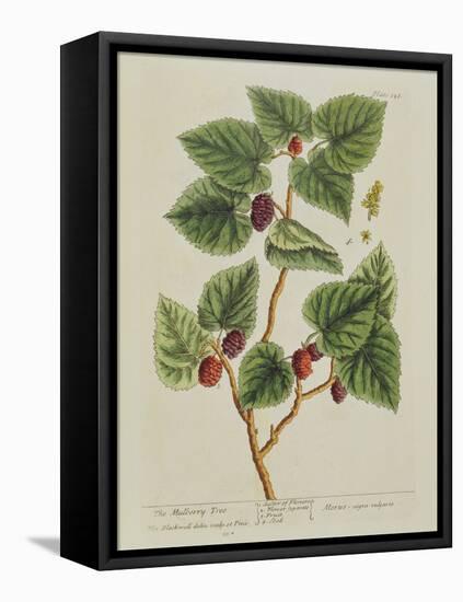 The Mulberry Tree, Plate 126 from 'A Curious Herbal', Published 1782 (Colour Engraving)-Elizabeth Blackwell-Framed Premier Image Canvas