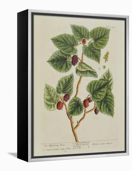 The Mulberry Tree, Plate 126 from 'A Curious Herbal', Published 1782 (Colour Engraving)-Elizabeth Blackwell-Framed Premier Image Canvas