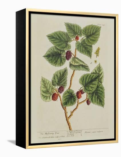 The Mulberry Tree, Plate 126 from 'A Curious Herbal', Published 1782 (Colour Engraving)-Elizabeth Blackwell-Framed Premier Image Canvas