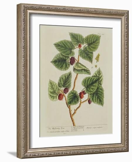 The Mulberry Tree, Plate 126 from 'A Curious Herbal', Published 1782 (Colour Engraving)-Elizabeth Blackwell-Framed Giclee Print