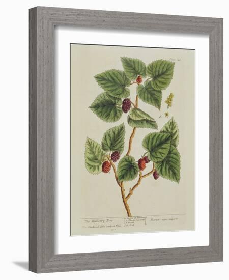 The Mulberry Tree, Plate 126 from 'A Curious Herbal', Published 1782 (Colour Engraving)-Elizabeth Blackwell-Framed Giclee Print
