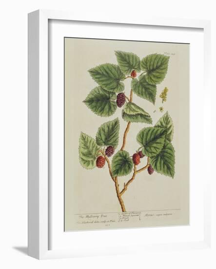 The Mulberry Tree, Plate 126 from 'A Curious Herbal', Published 1782 (Colour Engraving)-Elizabeth Blackwell-Framed Giclee Print