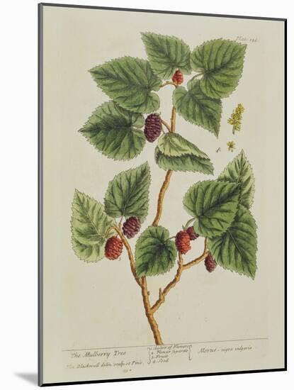 The Mulberry Tree, Plate 126 from 'A Curious Herbal', Published 1782 (Colour Engraving)-Elizabeth Blackwell-Mounted Giclee Print