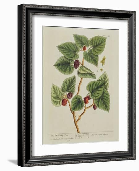 The Mulberry Tree, Plate 126 from 'A Curious Herbal', Published 1782 (Colour Engraving)-Elizabeth Blackwell-Framed Giclee Print