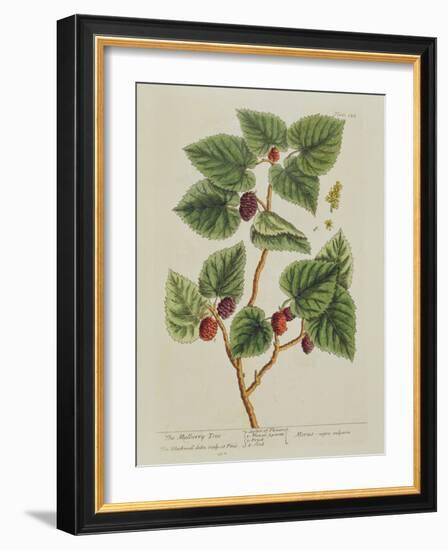 The Mulberry Tree, Plate 126 from 'A Curious Herbal', Published 1782 (Colour Engraving)-Elizabeth Blackwell-Framed Giclee Print