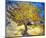 The Mulberry Tree-Vincent Van Gogh-Mounted Art Print