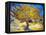 The Mulberry Tree-Vincent van Gogh-Framed Stretched Canvas