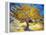 The Mulberry Tree-Vincent van Gogh-Framed Stretched Canvas