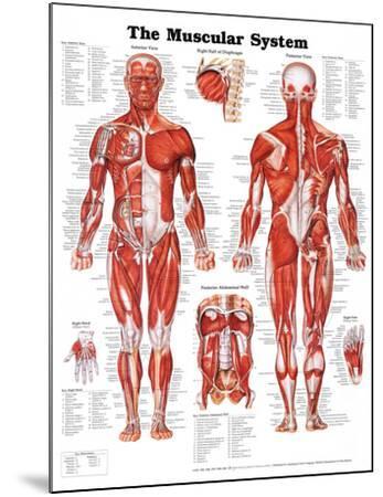 Anatomy Chart Muscular System