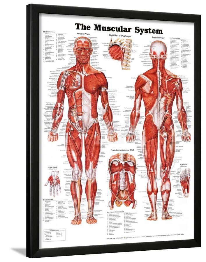 The Muscular System Anatomical Chart Poster Print Lamina Framed The Muscular System Anatomical Chart Poster Print